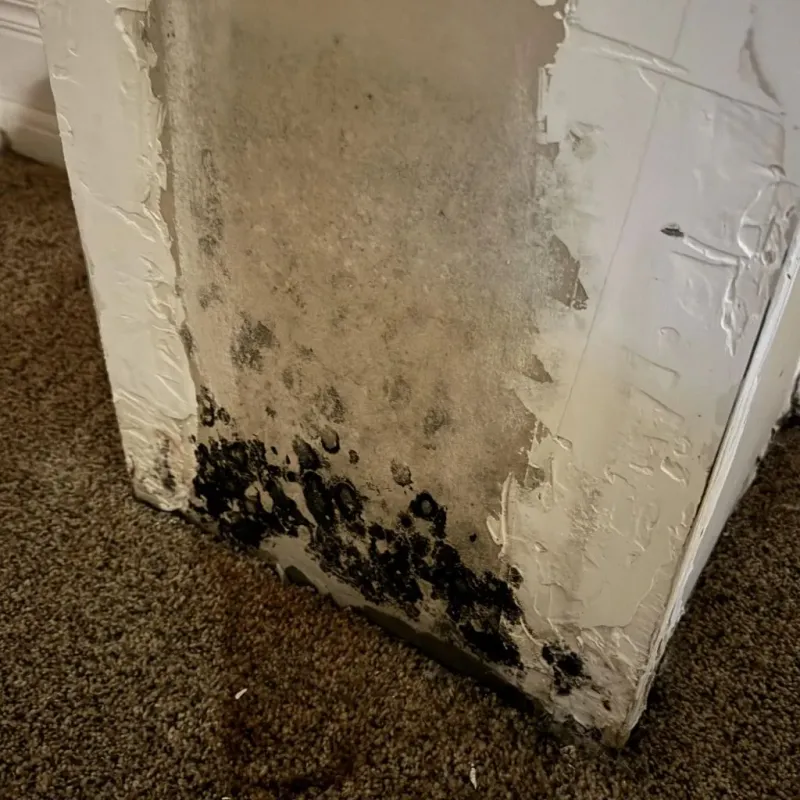 Professional Mold Removal in Arthur, IL